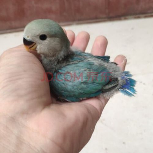 玄凤鹦鹉幼鸟雏鸟牡丹鹦鹉幼鸟爱情鸟活体鹦鹉活体鸟 一只蓝银雏鸟