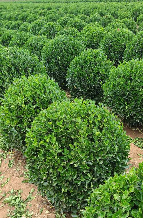 8米2米2.3米冬青球价格