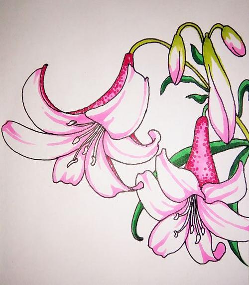 花卉系列绘画教程花花草草画起来