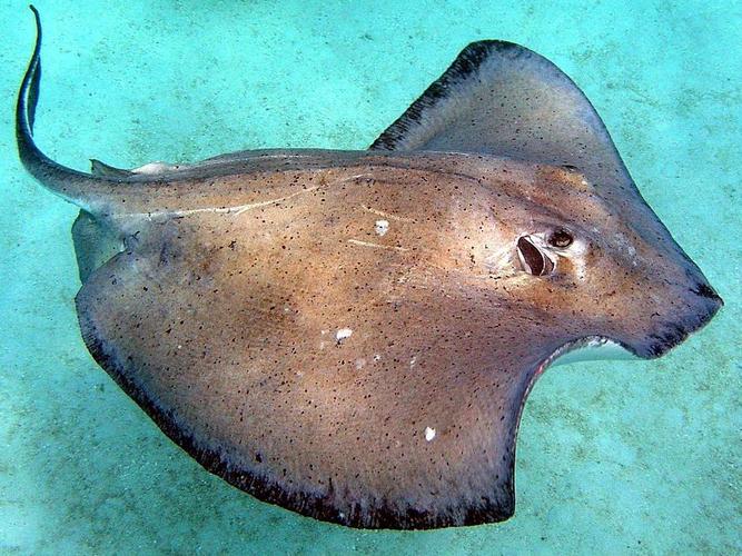 十大最危险的海洋动物:刺鳐