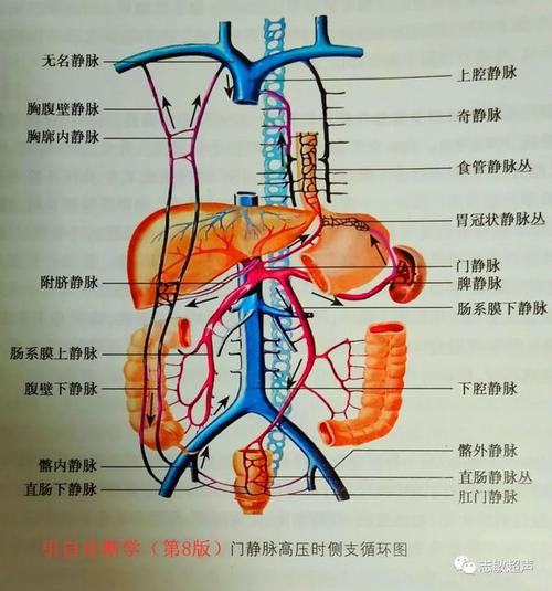门静脉高压侧枝循环分流类型|门静脉|体静脉|海绵样|解剖学|高压|腹壁