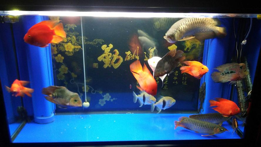 混养之路! - 龙鱼玩家 - 龙鱼之巅