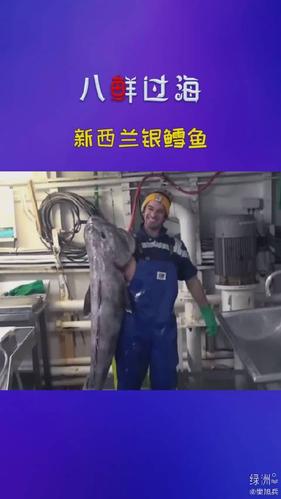 新西兰银鳕鱼的捕捞加工 学名南极犬牙鱼