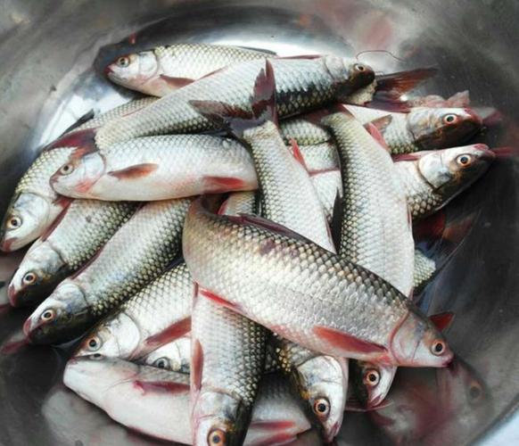 潢川特产野生红眼鱼淡水干鱼小鱼干河鱼干白咸鱼干麻鱼500g包邮