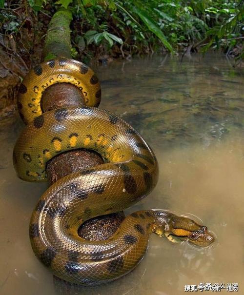 为体验"被蛇生吞",身穿防护服,手持摄影机,他自愿被森蚺活吞