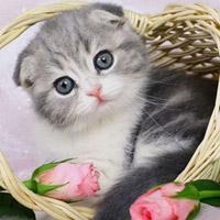 萌宠喵星人动物,太萌了,喜欢动物头像的来了