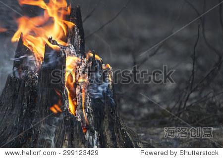 flaming stump just after a forest fire.