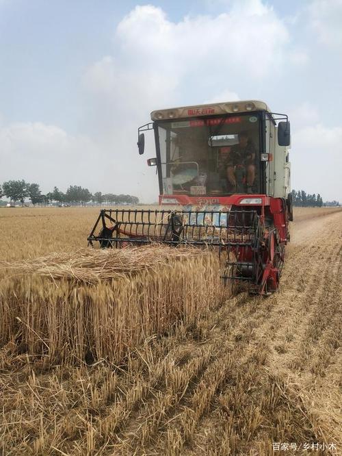 田家少闲月五月人倍忙,1块1的收购价,今年小麦每亩收成会提高?
