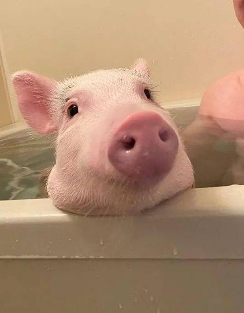 有要吸猪的嘛? 有眉毛,鼻头粉嫩,爱洗澡,爱啃黄瓜那种