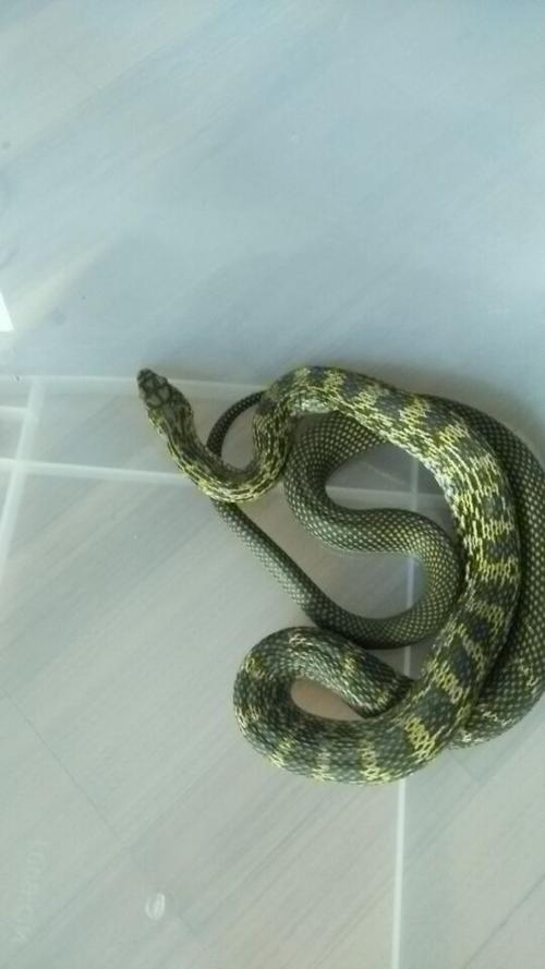 请问这是什么蛇