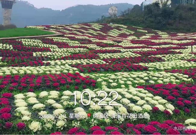 美爆了几万余株郁金香陆续盛开泸州花田酒地门票玻璃栈道赏花只要39元