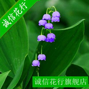 进口盆栽球根花卉植物 铃兰花种球 铃兰花苗 铃兰花盆栽 紫色玲