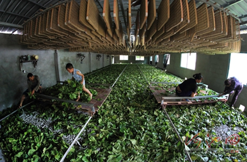 自制轨道式丢叶板车,自动上蔟的升降架,上下搬运的升降机等养蚕自动