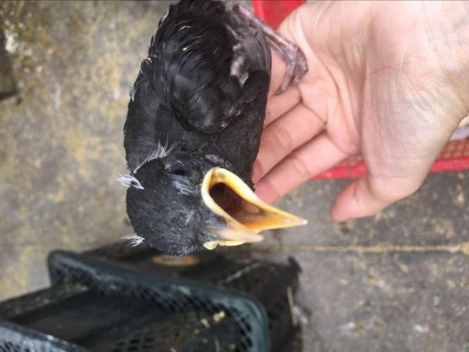 宠物活体鸟黑八哥活体会说话鸟学舌鸟八哥小鸟海南八哥幼鸟林八