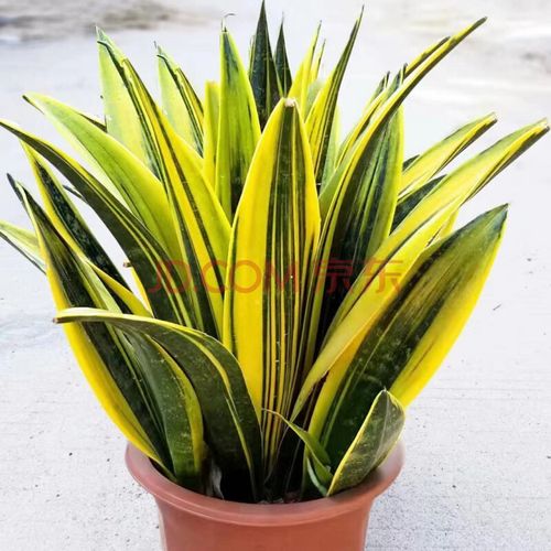 劲胜黄金兰虎皮兰盆栽室内吸观叶植物客厅室内桌面宿舍多肉绿植黄金兰