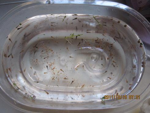 妈妈去花鸟鱼虫市场给我买了两条小鱼,一条红剑,一条月光鱼