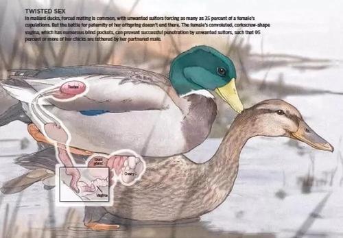 雌性鸭子发展出了世上最奇葩的阴道