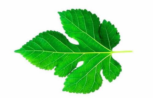 现在很多人到农村买桑叶来吃,桑叶真的能吃吗?今天告诉各位答案