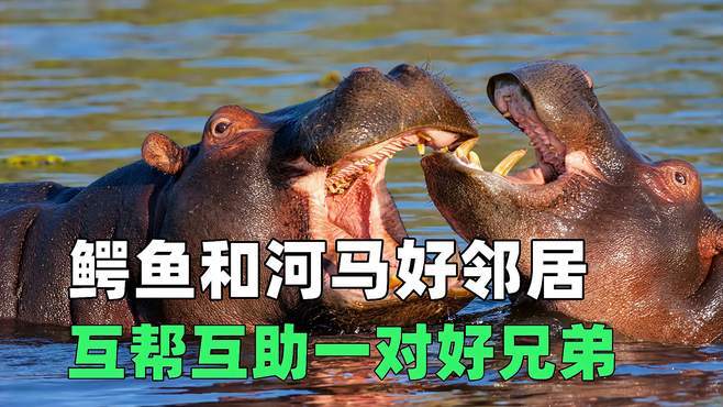 鳄鱼和河马好邻居,互帮互助,一对好兄弟
