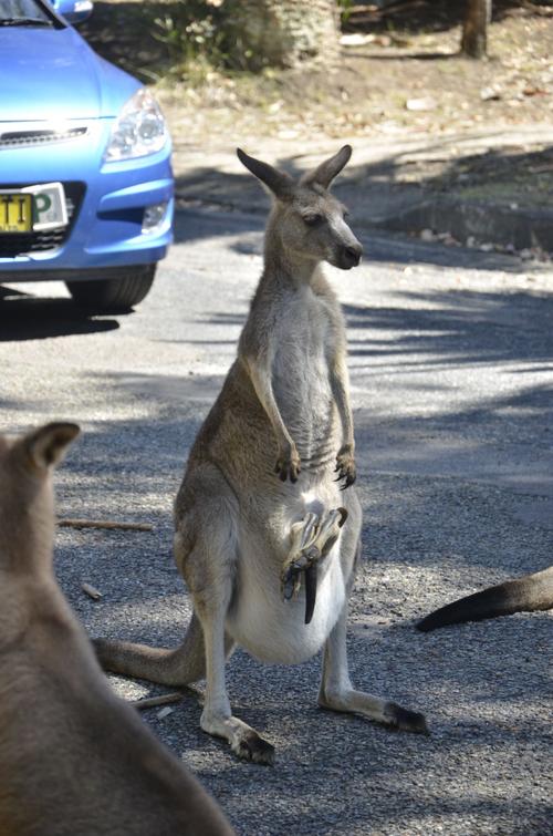 《澳洲野生袋鼠》