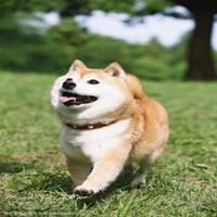 柴犬微笑表情包【点击鼠标右键下载】