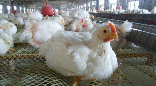 「建议收藏」817肉杂鸡药物保健方案