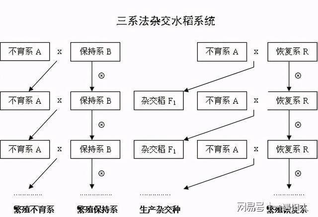 所谓的三系法,就是通过雄性不育系,雄性不育保持系和雄性不育恢复系这