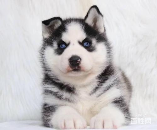 高品质纯种哈士奇犬,品相毛色漂亮 可签协议包三个月