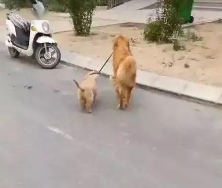 "遛狗不栓绳,等于狗遛狗?":现实版的狗遛狗来了