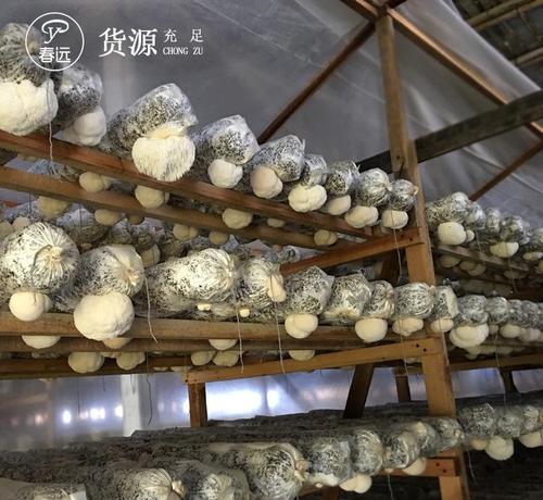 供应福建古田食用菌猴头菇新鲜猴菇直产地批发500克每