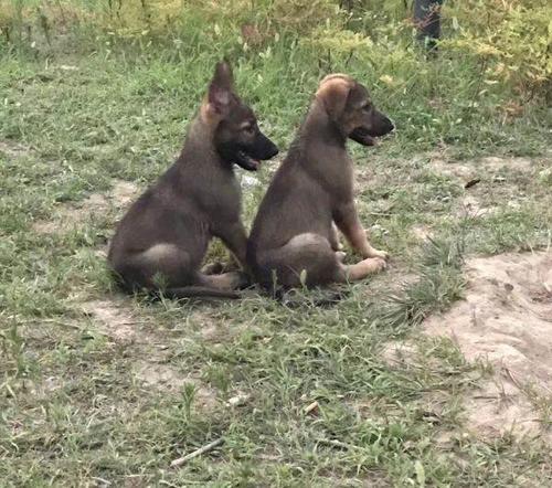 昆明犬狼青幼犬