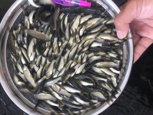 草鱼苗 活体 草鲩鱼苗脆肉鲩鱼苗金草鱼四大家鱼 活体 淡水养殖鱼