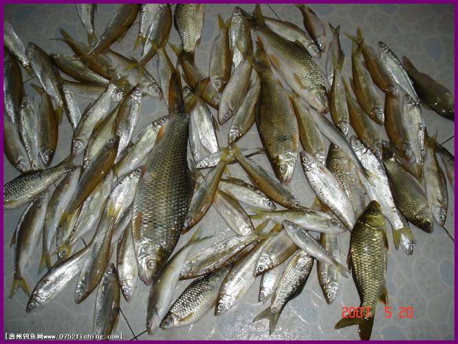 a>是湖南省洞庭湖水系的名产,由于此鱼鳍与鱼尾分别呈青黄色与桔黄色