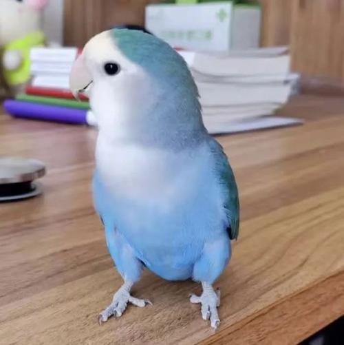 花桃牡丹鹦鹉繁殖箱规格