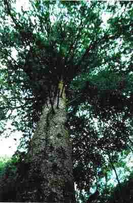 银杉之乡道真仡佬族苗族自治县