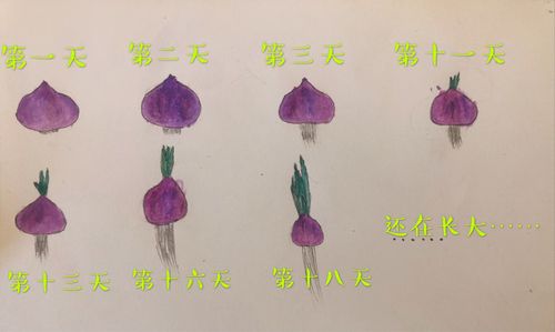 其它 洋葱宝宝成长记 写美篇下图就是我的观察记录单啦!