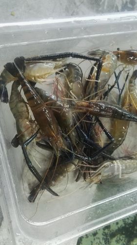 828钓虾馆
