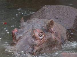 台湾撞断牙齿流泪河马死亡
