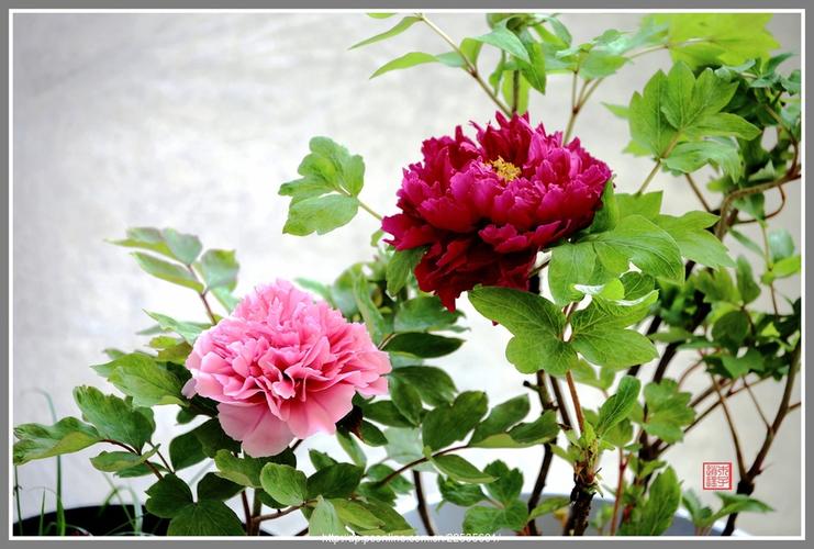 迊春牡丹花