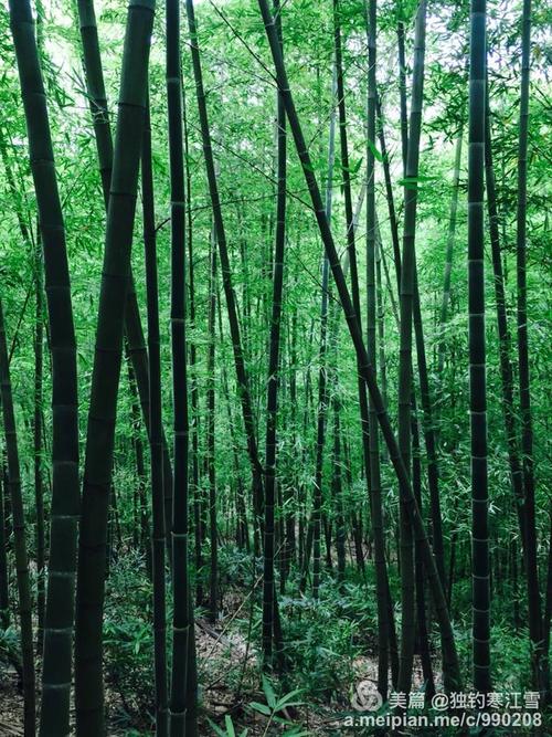 峨山彝人谷,竹海深处有人家