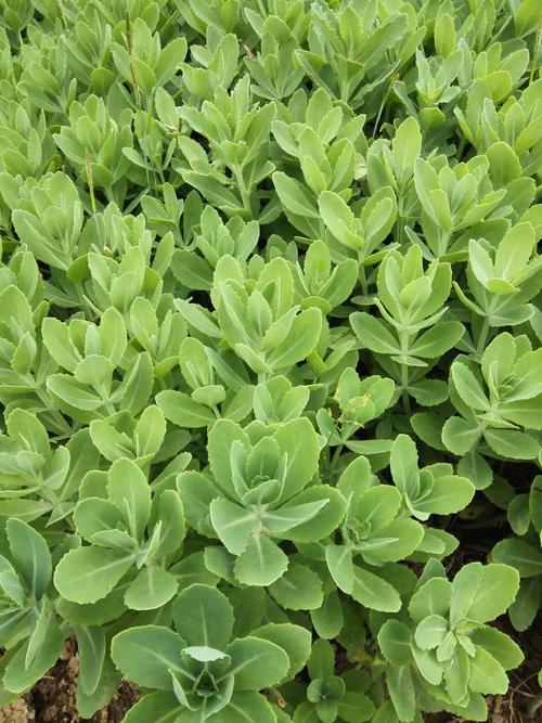 花卉八宝景天华丽长药三七盆栽室内庭院药物花卉