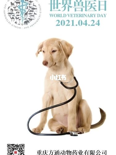 世界兽医日_兽医_宠物_狗
