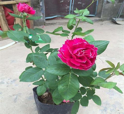 盆栽月季怎么养长得好掌握几点能让月季花快速爆盆哦