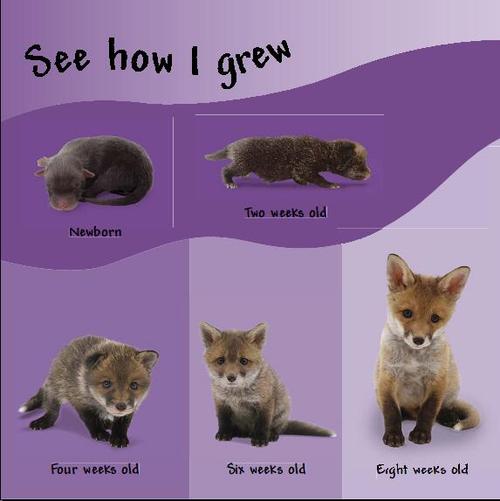 【看小动物成长】狐狸(fox)