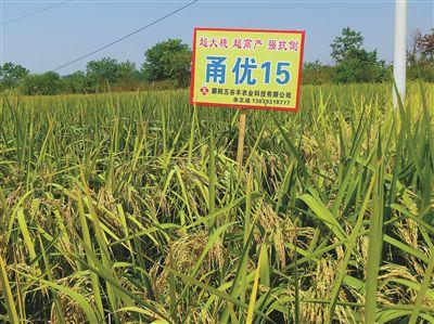 2015年,江苏省兴化市钓鱼镇姚家村杂交粳稻"甬优2640"超高产攻关方