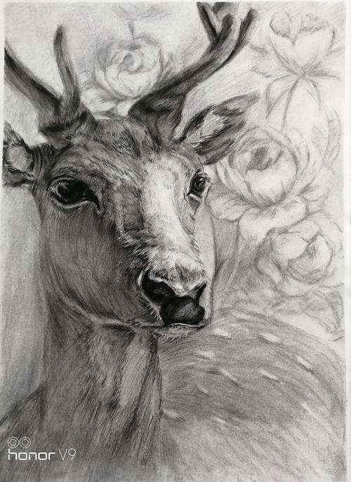 鹿|纯艺术|素描|lhylinsa - 原创作品 - 站酷 (zcool)