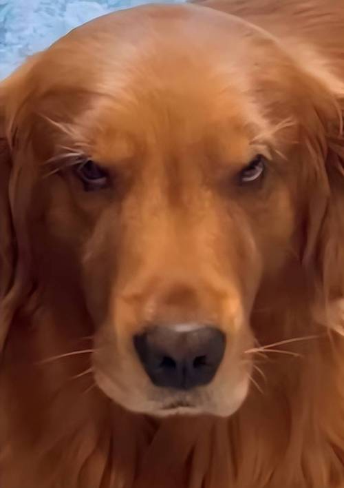 对待早下班的铲屎官狗子这眼神不大对劲呀