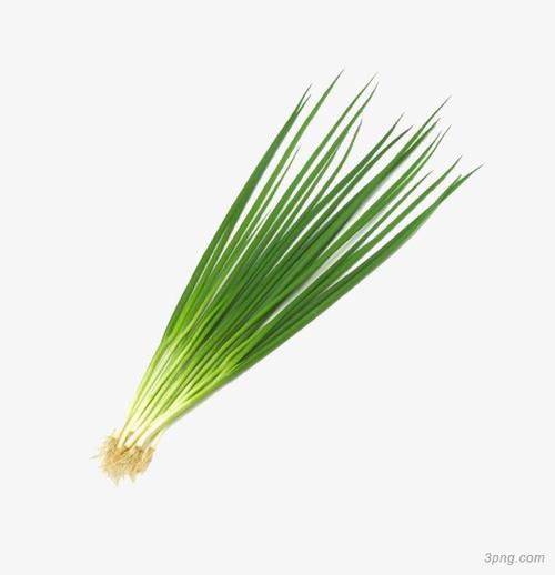小葱png素材透明免抠图片-其他元素