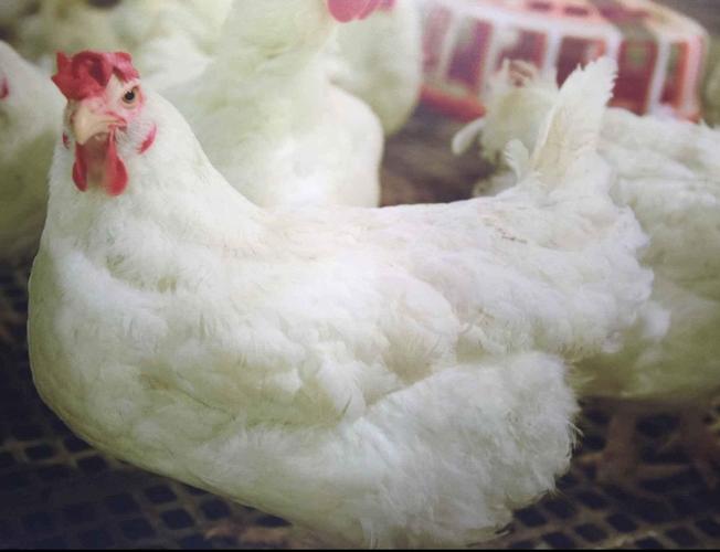 罗曼灰蛋鸡青年鸡开产日龄罗曼灰蛋鸡青年鸡多少天开产