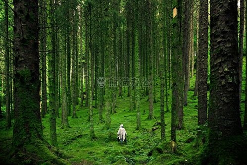 绿色森林湖泊图片